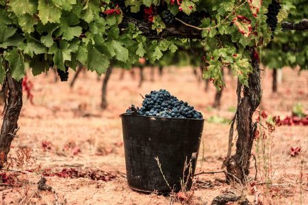 Сбор урожая менсия для вина Viernes
