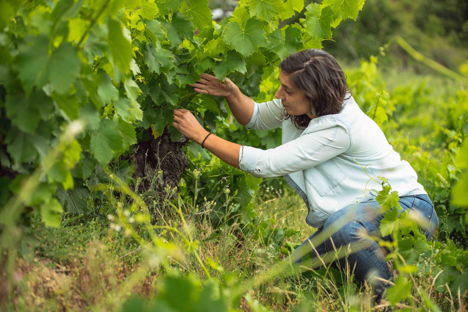 Viñedos centenarios Mencía