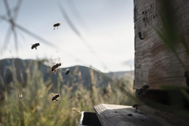 bees in the vineyard