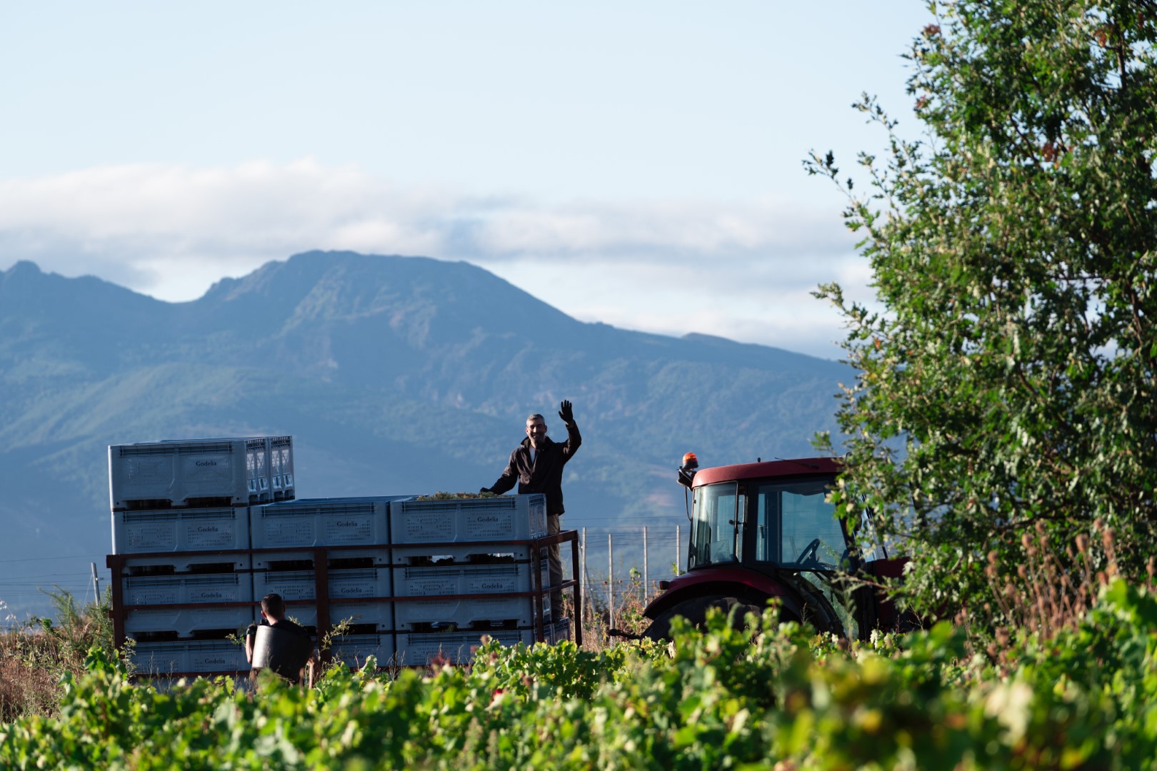 Bierzo Mencía Bodegas Godelia